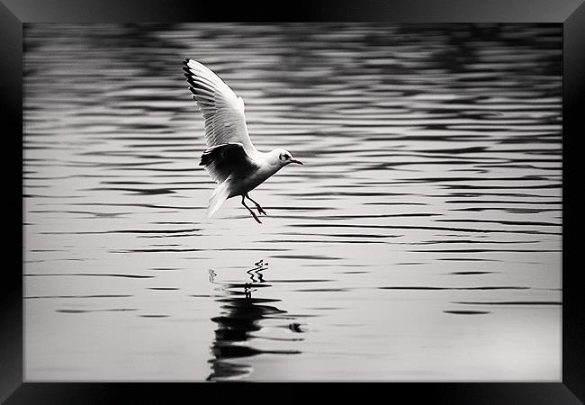 Seagull landing on lake Framed Print by Simon West