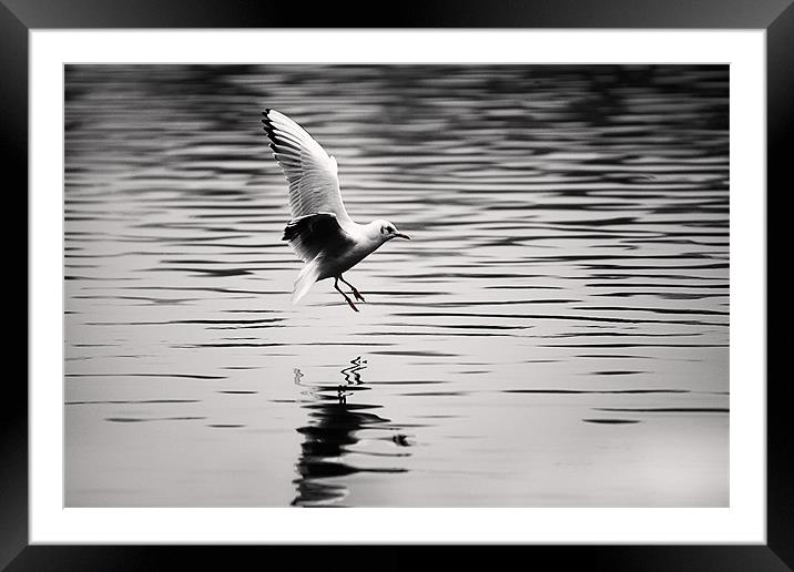Seagull landing on lake Framed Mounted Print by Simon West