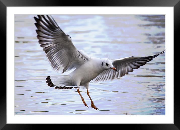 Seagull Landing on lake Framed Mounted Print by Simon West