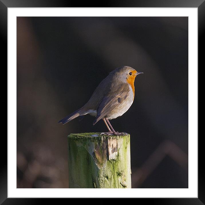Robin on wooden fence post Framed Mounted Print by Simon West