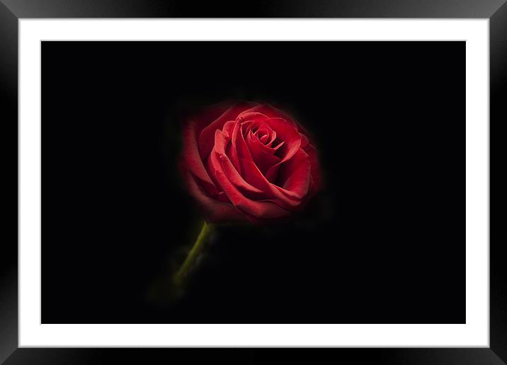 Single Red Rose Framed Mounted Print by Simon West