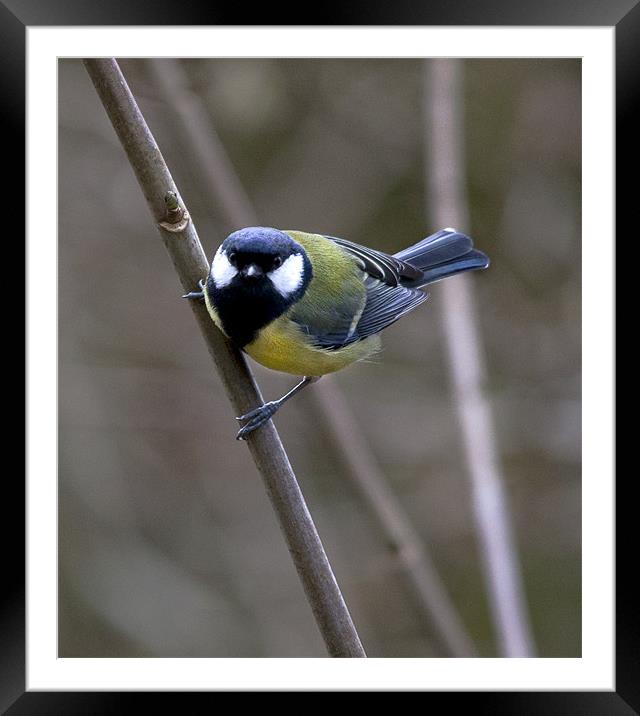 Great Tit Framed Mounted Print by Simon West
