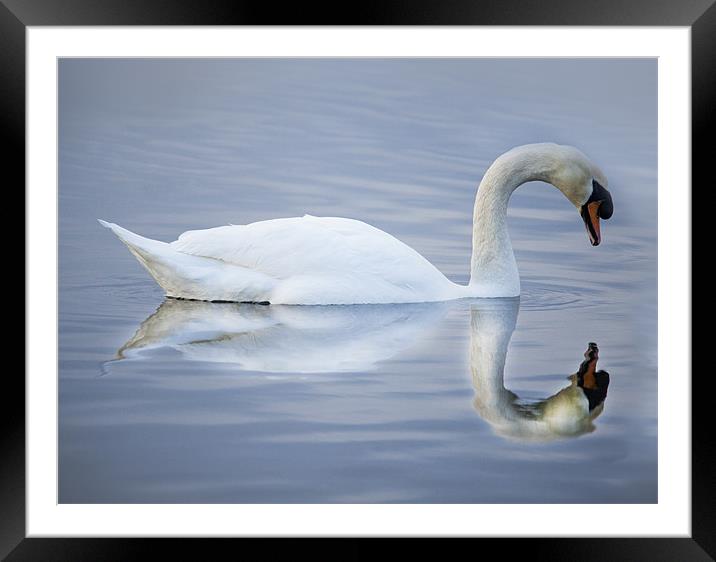 Reflections of A Swan Framed Mounted Print by Simon West
