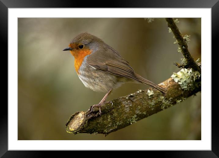 Robin Red Breast Framed Mounted Print by Simon West