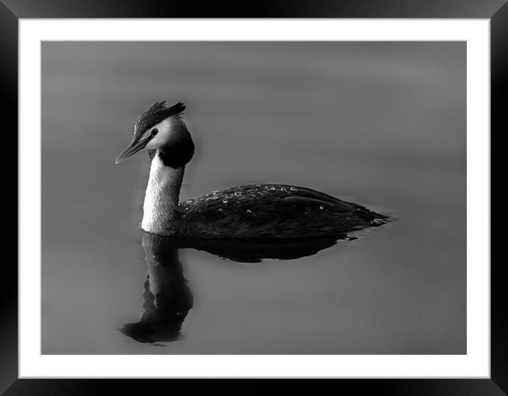 Great Crested Grebe Framed Mounted Print by Simon West