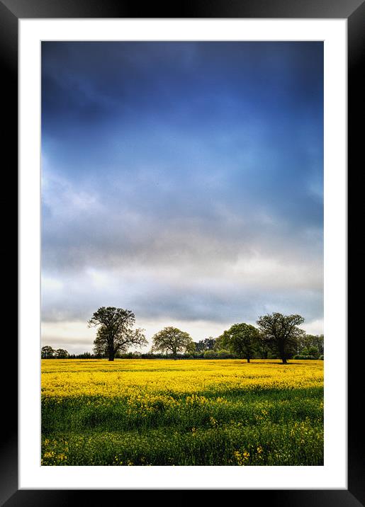 Rapeseed Field Framed Mounted Print by Simon West
