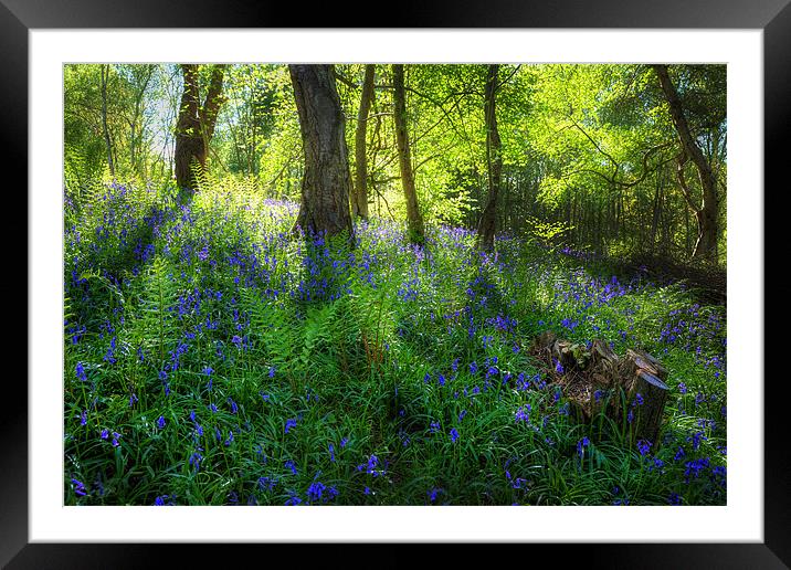 Bluebell Wood Framed Mounted Print by Simon West
