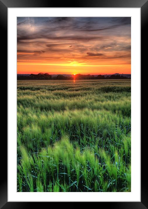 Early summer cornfield Framed Mounted Print by Simon West