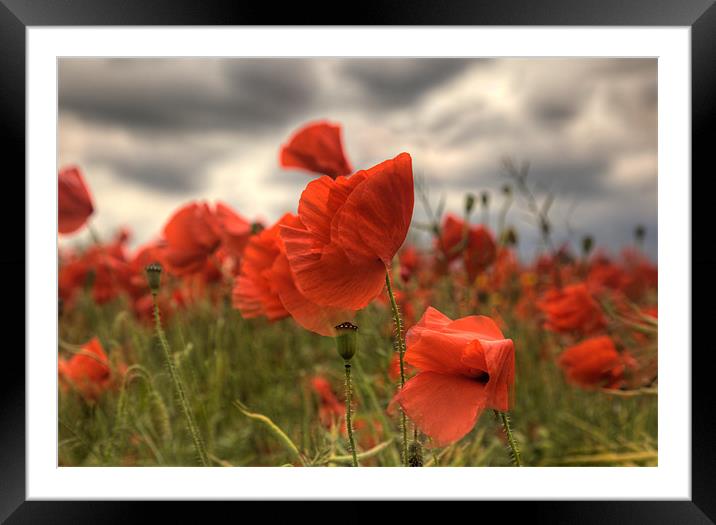 Poppies in the wind Framed Mounted Print by Simon West