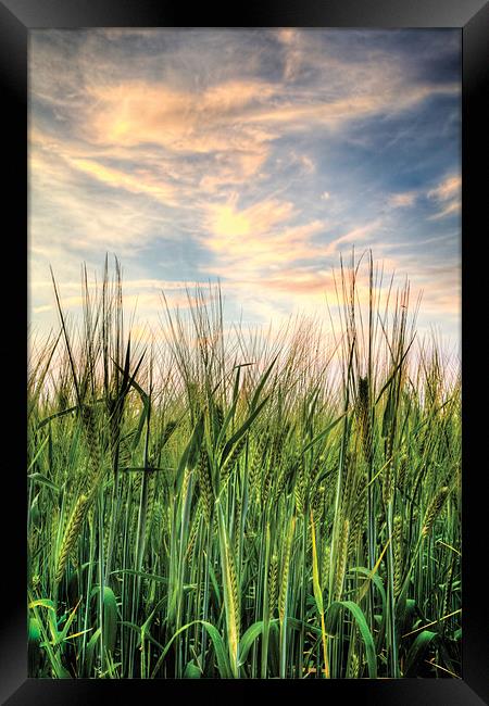Cornfield after sunset Framed Print by Simon West