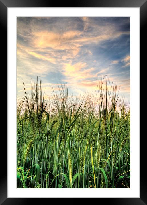 Cornfield after sunset Framed Mounted Print by Simon West