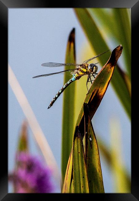 Dragonfly Framed Print by Simon West