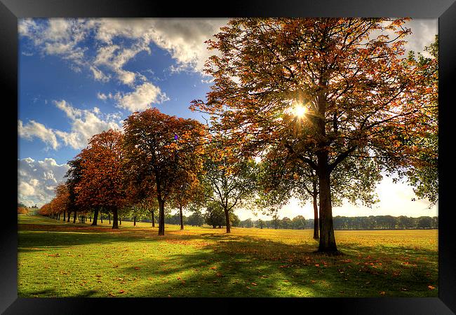 Windsor Park Autumn Trees Framed Print by Simon West