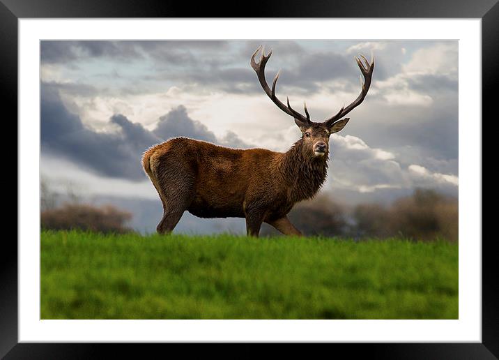 Red Stag Framed Mounted Print by Simon West