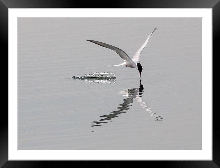Arctic Tern Framed Mounted Print by Simon West
