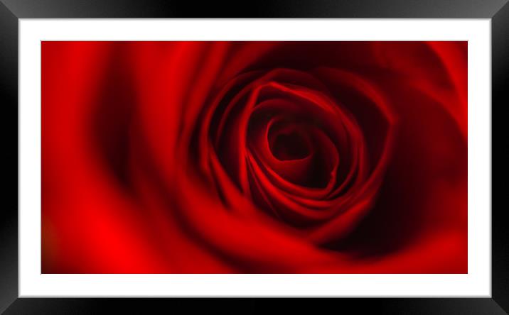Red Rose Petals Framed Mounted Print by Simon West
