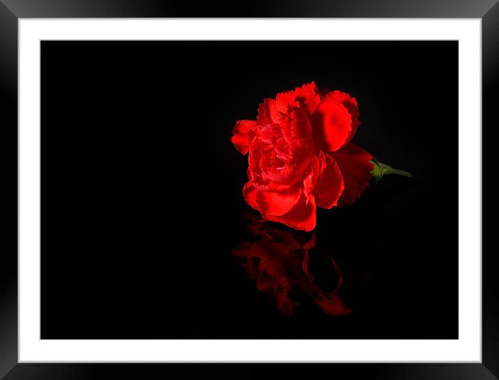 Red Carnation Framed Mounted Print by nick woodrow