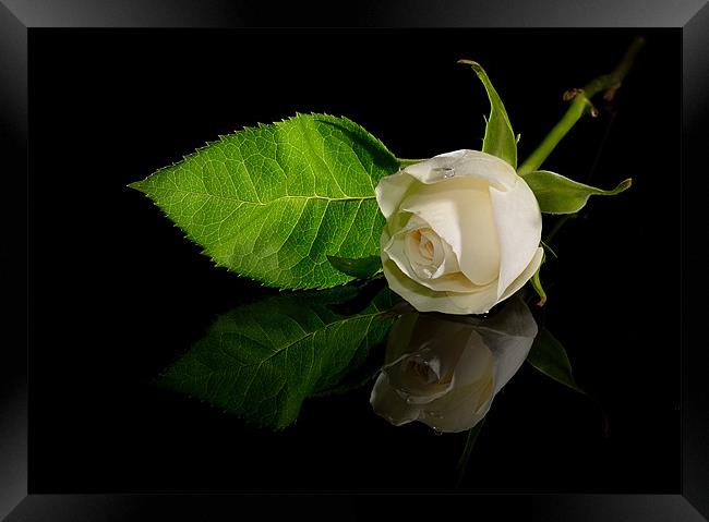 White Rose Framed Print by nick woodrow