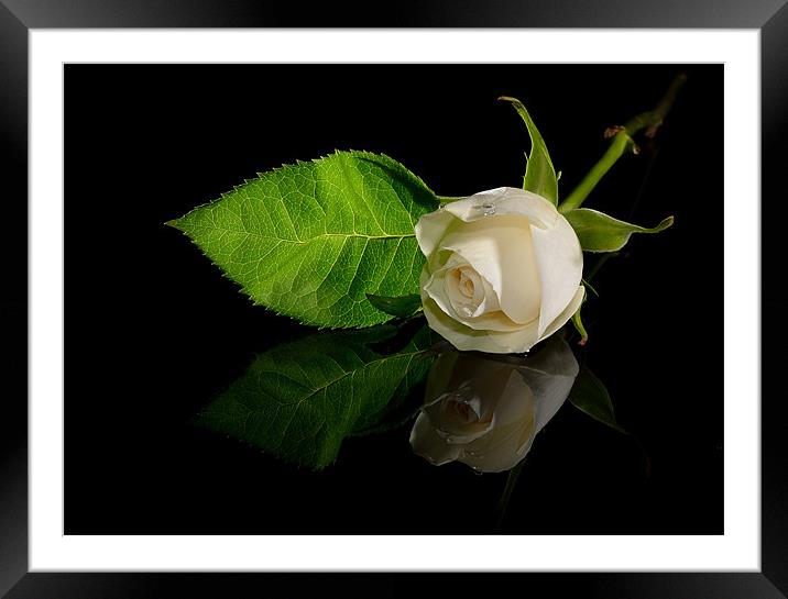 White Rose Framed Mounted Print by nick woodrow