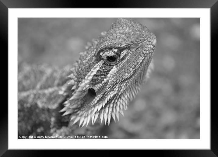Bearded Dragon Framed Mounted Print by Barry Newman