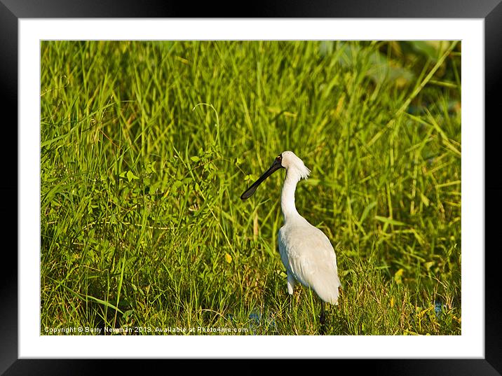 Spoonbill Framed Mounted Print by Barry Newman