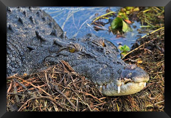 Crocodile Smile Framed Print by Barry Newman