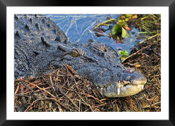 Crocodile Smile Framed Mounted Print by Barry Newman