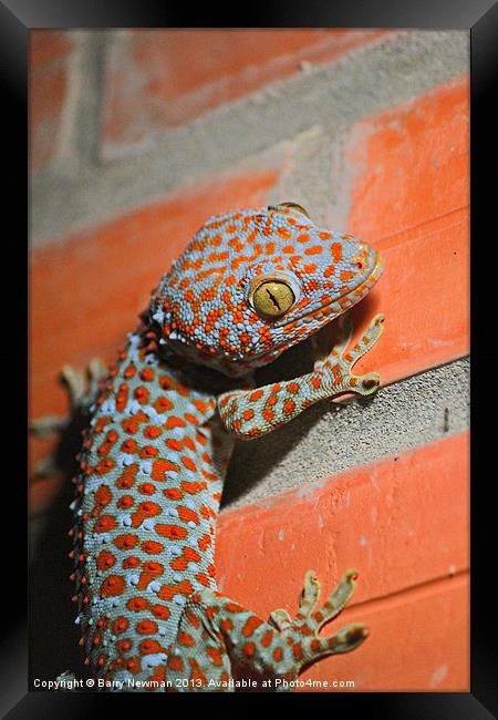 Giant Gecko Framed Print by Barry Newman