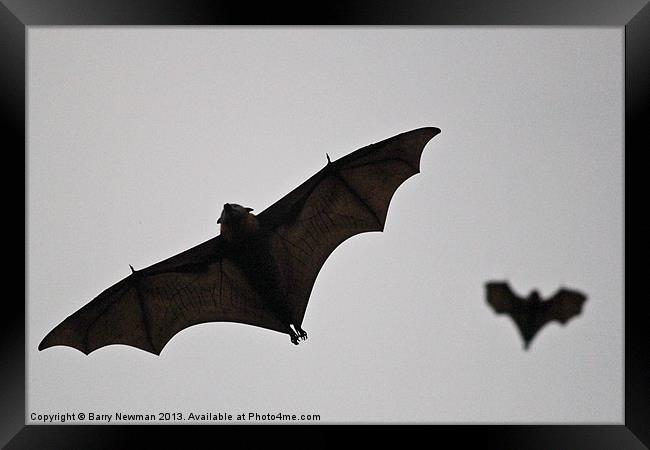 Wings From Above Framed Print by Barry Newman