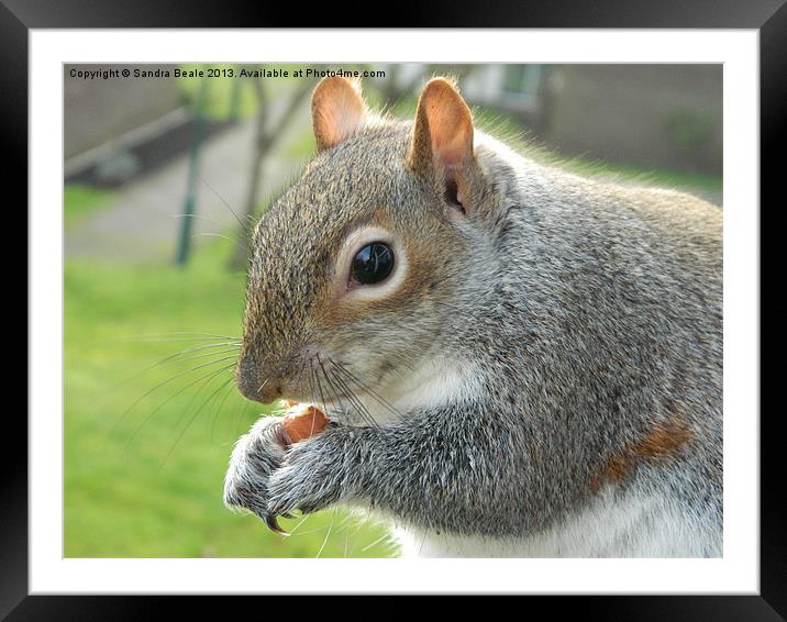 Squirrel with nuts Framed Mounted Print by Sandra Beale