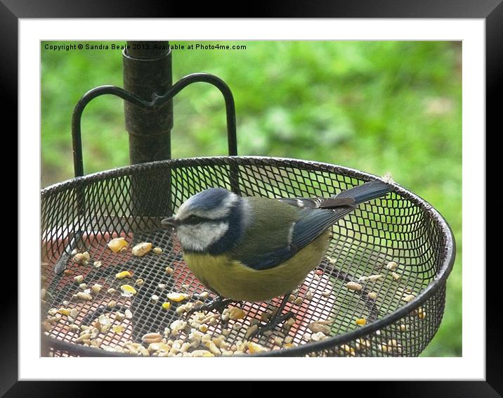 Blue Tit, Garden, Birdfeeder, Summer Framed Mounted Print by Sandra Beale