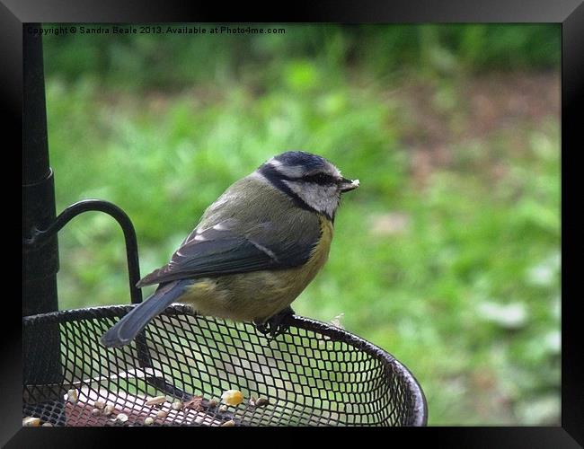 Blue Tit, Garden, Birdfeeder, Summer Framed Print by Sandra Beale