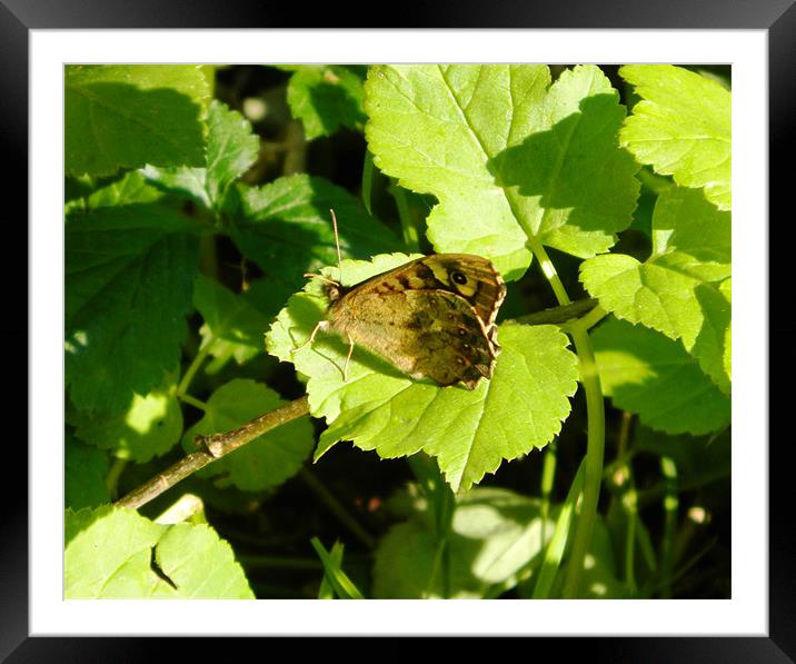 Brown Butterfly on Leaf Framed Mounted Print by Sandra Beale