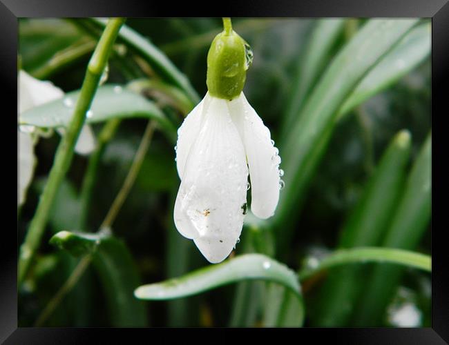 snowdrop covered with waterdrops, Herts Framed Print by Sandra Beale