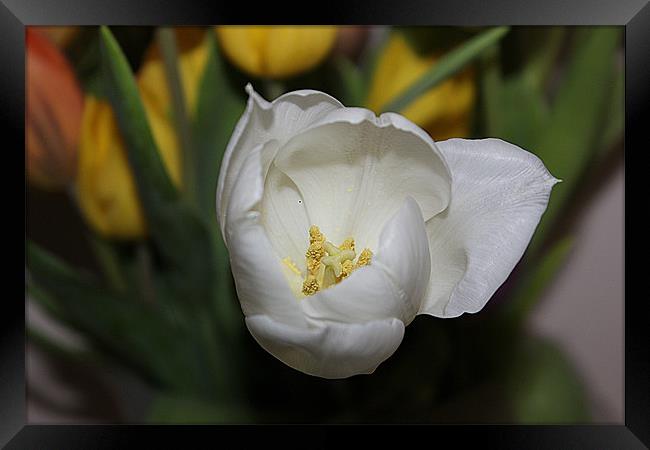 White Tulip in Bloom Framed Print by Sandra Beale