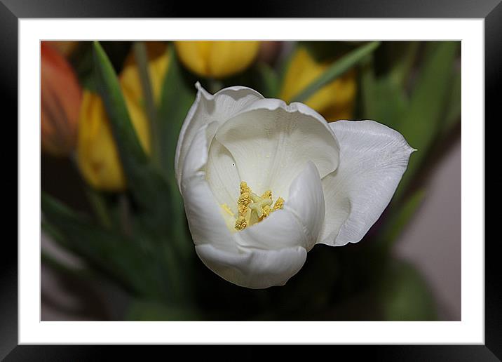 White Tulip in Bloom Framed Mounted Print by Sandra Beale