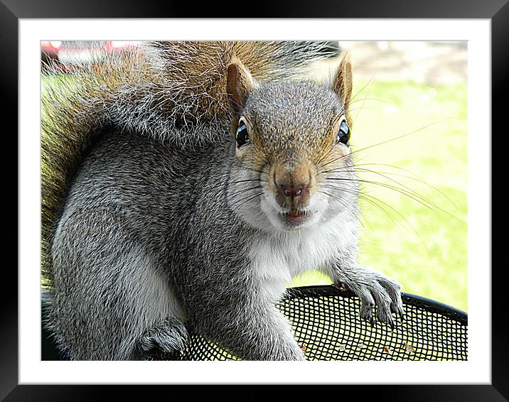 Squirrel in bird feeder Framed Mounted Print by Sandra Beale