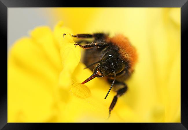 Bee on daffodil Framed Print by Sandra Beale