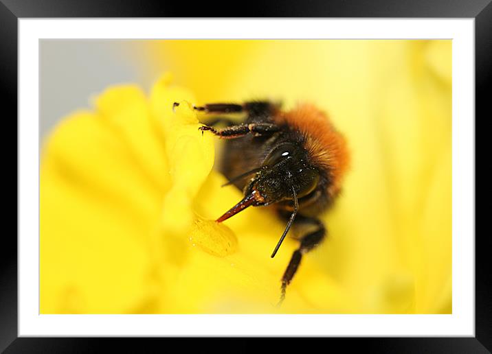 Bee on daffodil Framed Mounted Print by Sandra Beale