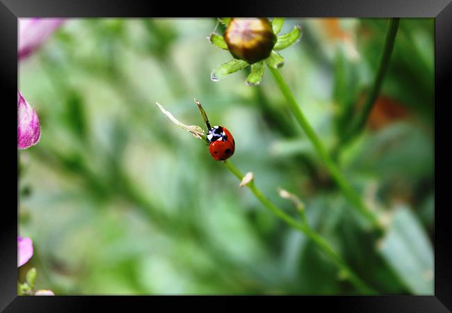 Ladybird on stalk Framed Print by Sandra Beale