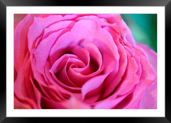 A rose in bloom Framed Mounted Print by Sandra Beale