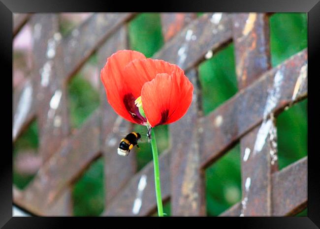 Bee flying towards Poppy Framed Print by Sandra Beale