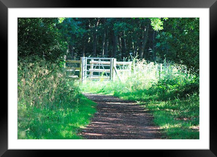 The woods in the early morning sun, Herts Framed Mounted Print by Sandra Beale