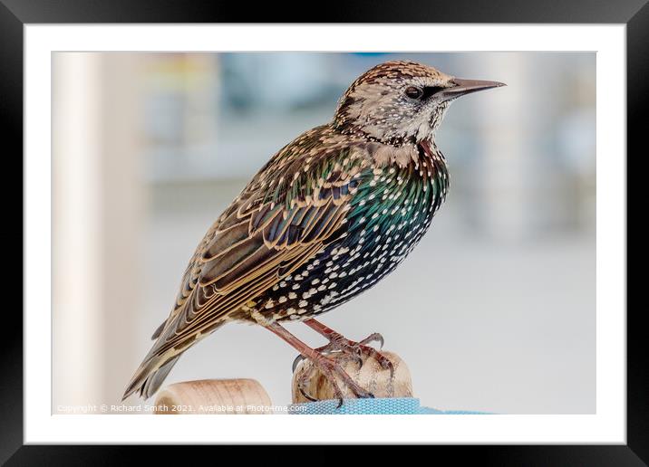 Starling Framed Mounted Print by Richard Smith