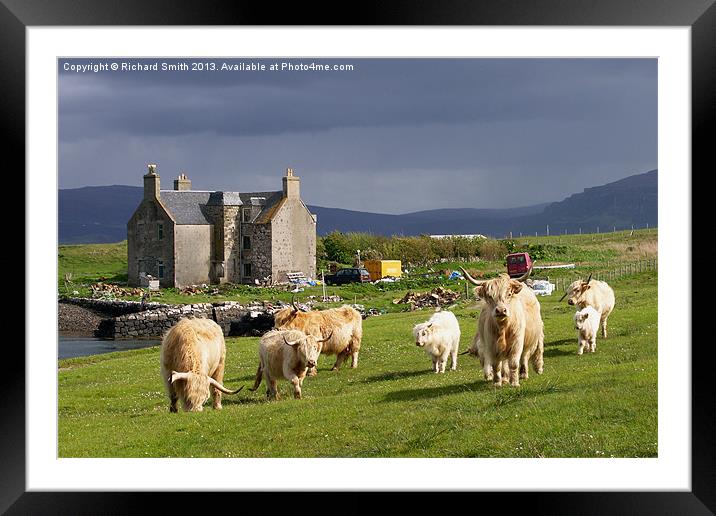 Highland Cattle on Skye Framed Mounted Print by Richard Smith