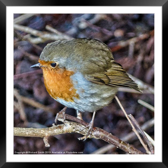 Robin Redbreast close up Framed Mounted Print by Richard Smith