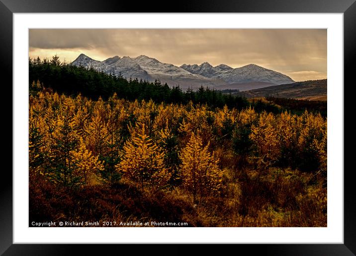 Larch in the Autumn Framed Mounted Print by Richard Smith