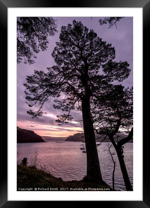 Scots pine in the early morning. Framed Mounted Print by Richard Smith