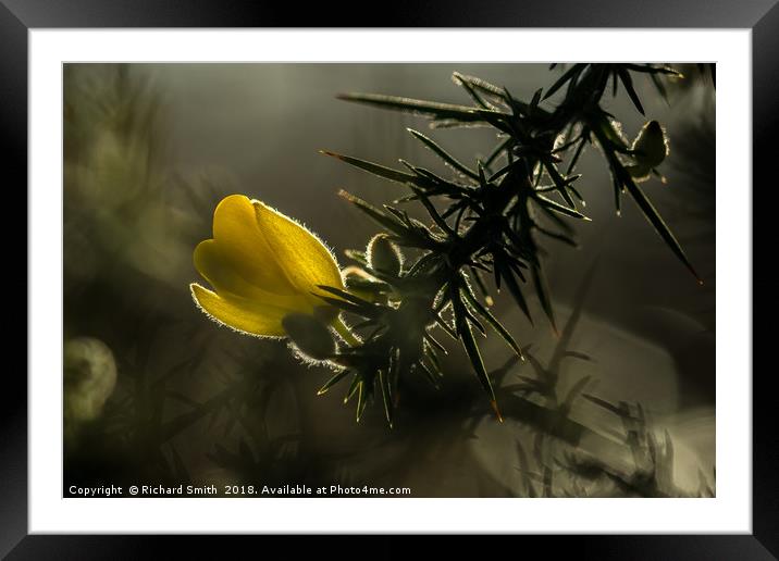 Gorse or Whin (Ulex europeus) Framed Mounted Print by Richard Smith