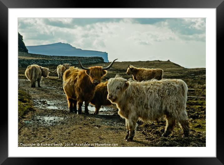 A herd of Highland Cattle Framed Mounted Print by Richard Smith